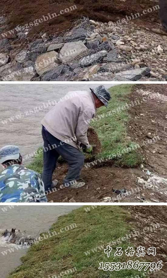 生態賓格網.jpg 生態賓格網.jpg