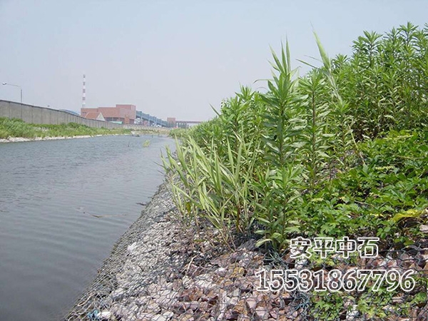 雷諾護墊 雷諾護墊